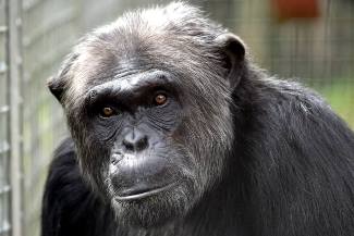 Bili the Chimp